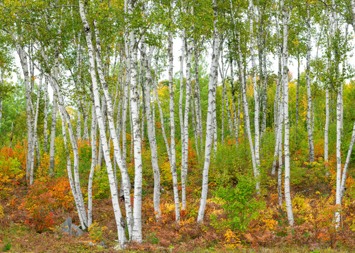 Birches in Fall Color -Pano