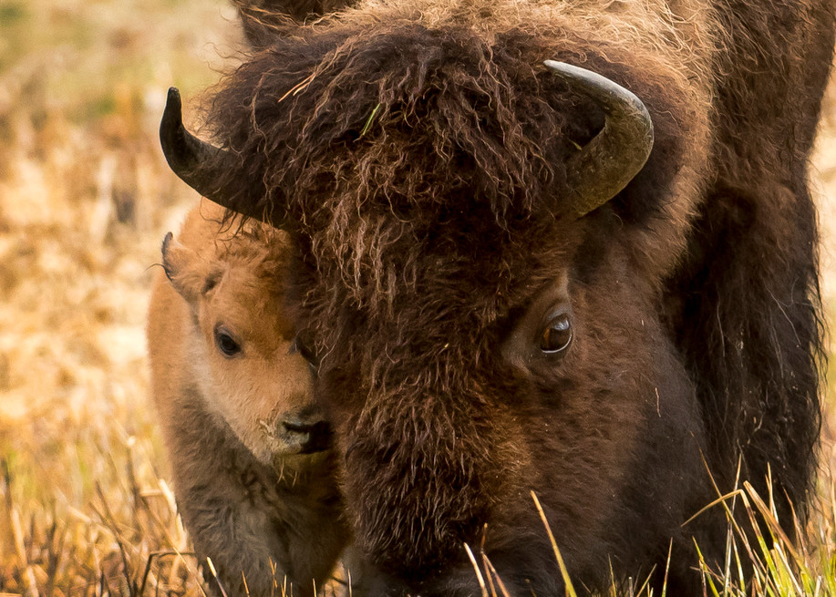 Ag Bison Mom And New Babe Art | Open Range Images