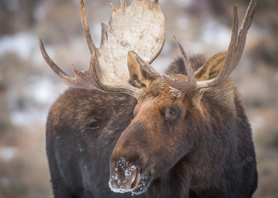 Ag Snortin' Snow   Bull Moose Art | Open Range Images