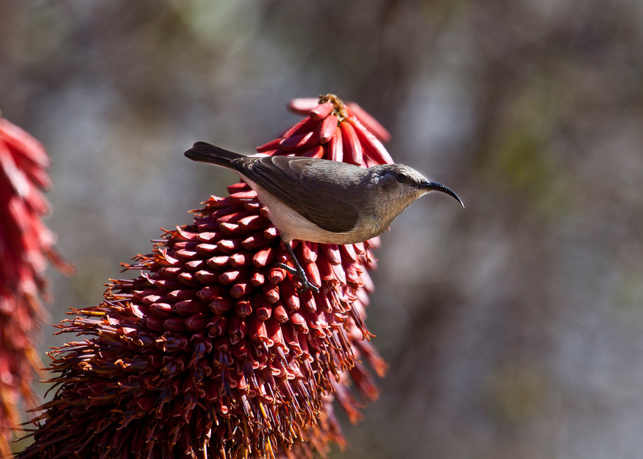 small bird on a pretty red flower, Zimbabwe, Africa.