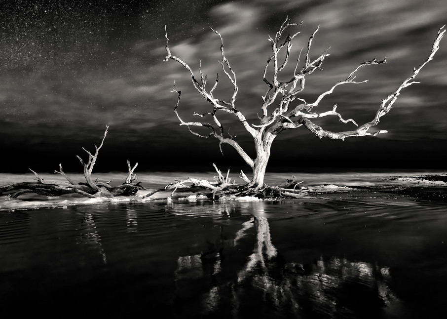 The Wicked Wind Whispers And Moans   Jekyll Island Driftwood Beach B W Photography Art | Distant Light Studio