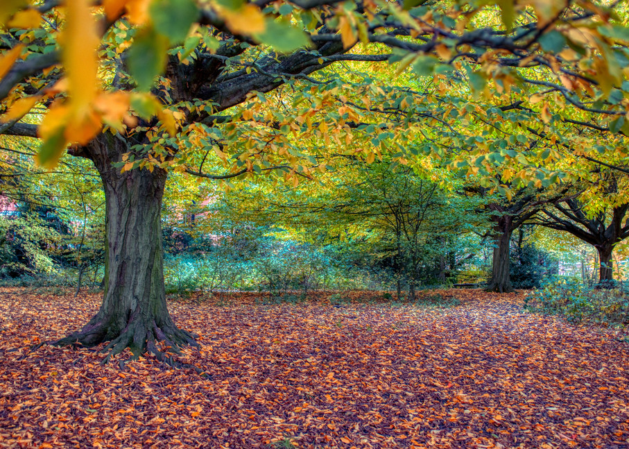 Perfect Fall On Hampstead Heath Art | Martin Geddes Photography