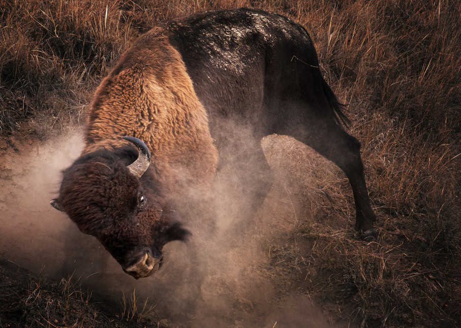 Buffallo Wallowing Photography Art | John Gregor Photography