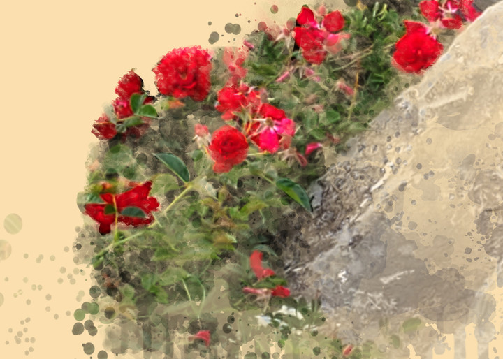 Climbing Roses Art | Art from the Soul
