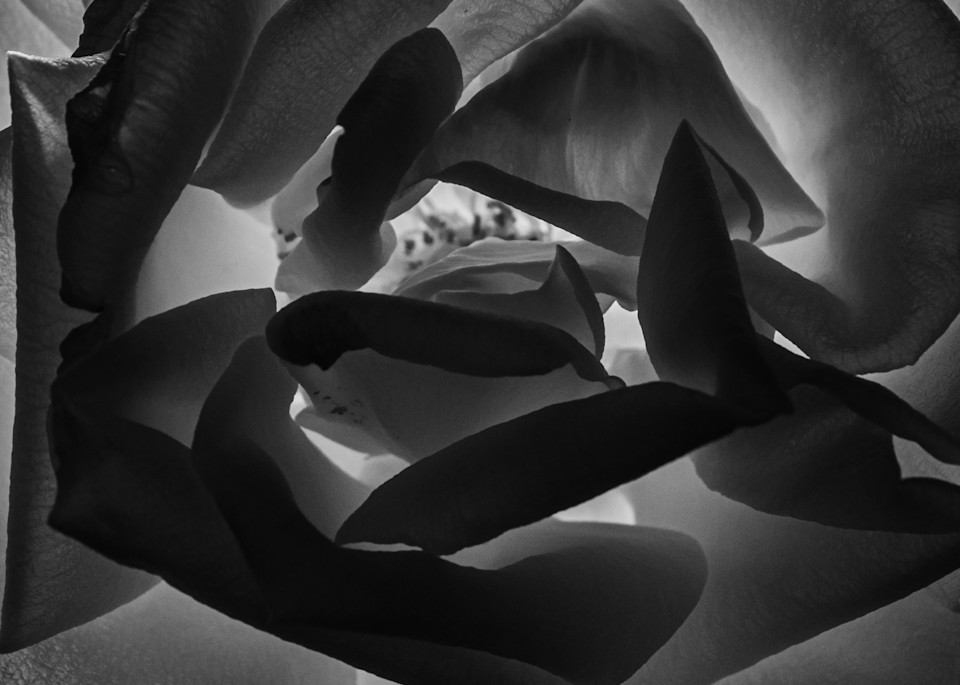 Shades Of Rose Photography Art | Spry Gallery