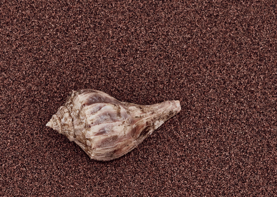 conch shell red sand beach
