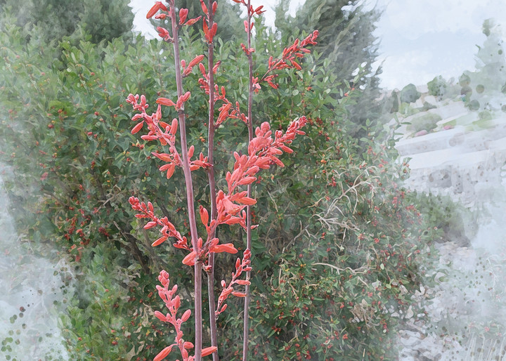 Red Yucca  Art | Art from the Soul