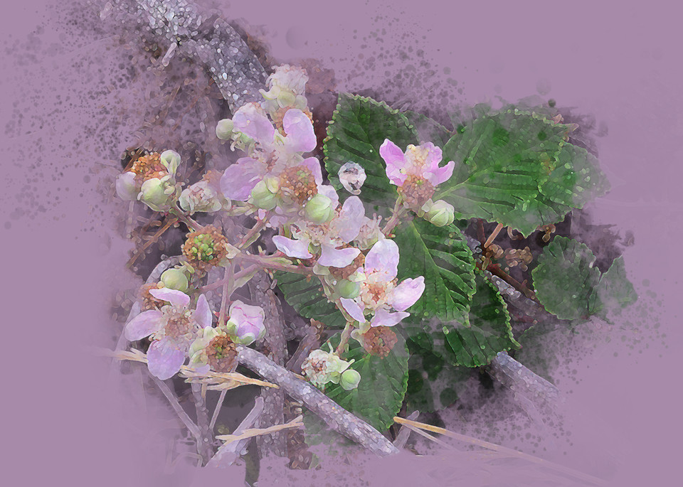 Fading Blackberry Blossoms  Art | Art from the Soul