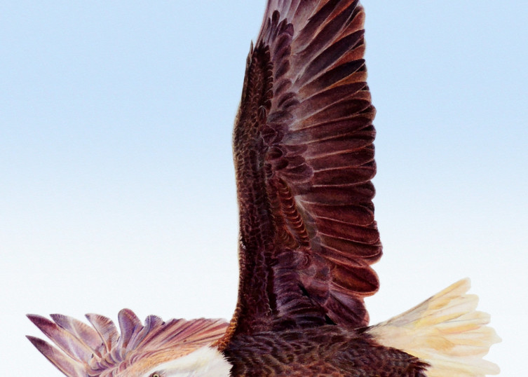 Bald Eagle   "2020 Vision" Art | Gossamer Lane Fine Art