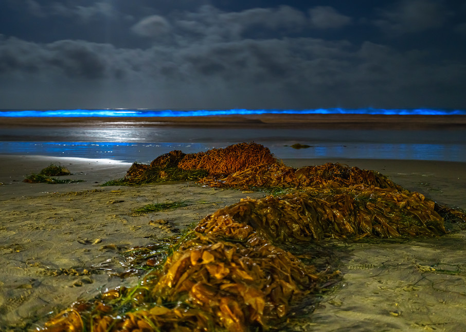 La Jolla Beach Bioluminescence Fine Art Print by McClean Photography