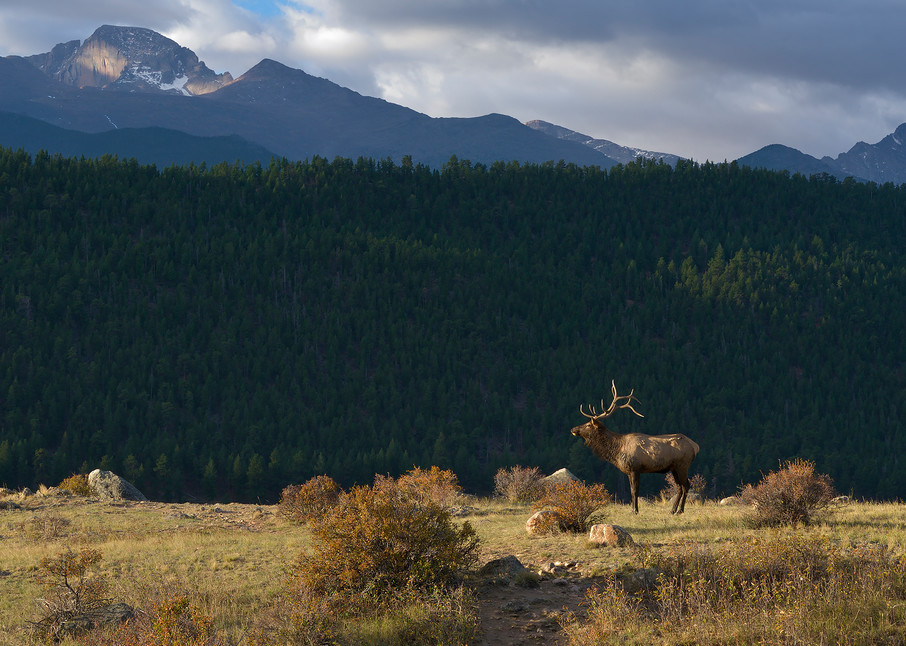 Bull Elk Below Longs Peak Photography Art | Nicholas Jensen Photography