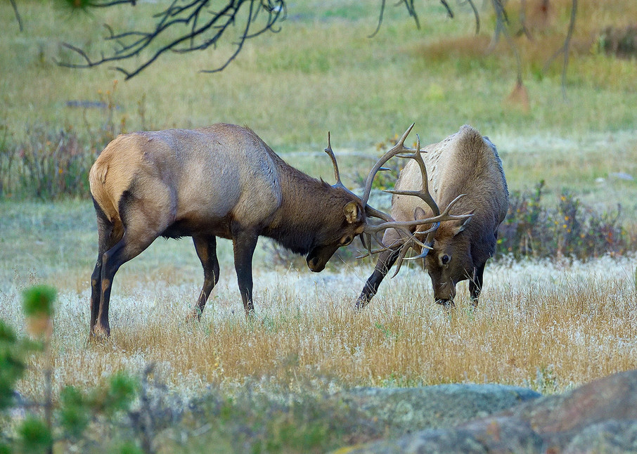 Elk Battle Photography Art | Nicholas Jensen Photography