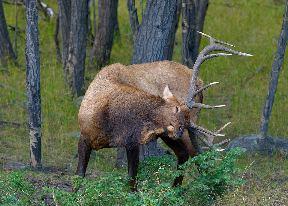 Itchy Bull Elk Photography Art | Nicholas Jensen Photography