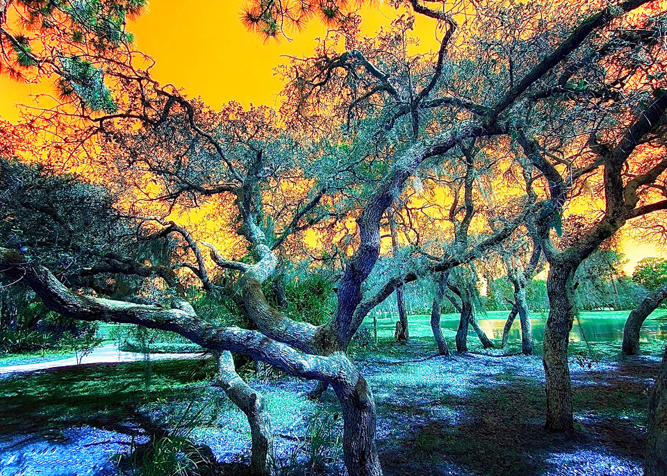 Botanical Rainbow Tree Photography Art | Mark Stall IMAGES