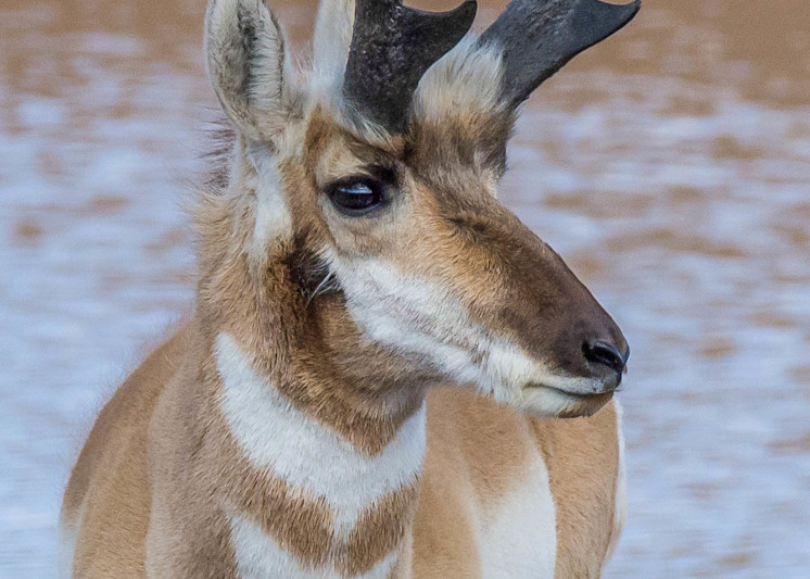 Pronghorn At Water Hole Art | Open Range Images