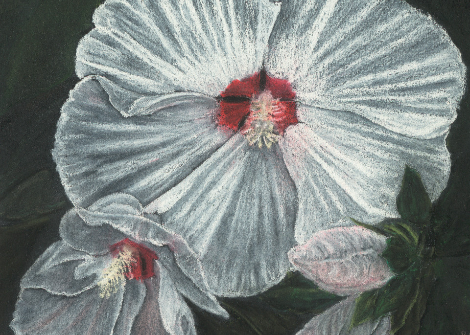 Marblehead Hibiscus  |  June Bell Artist