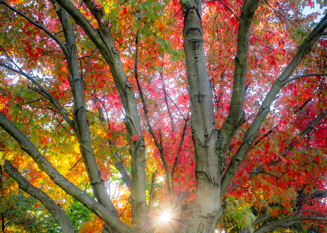 Fall Foliage Tree Color Pittsburgh Landscape Photo