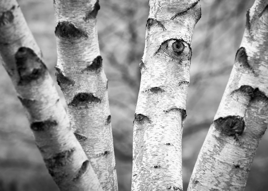Eyes Birch Tree Pittsburgh Landscape Black and White