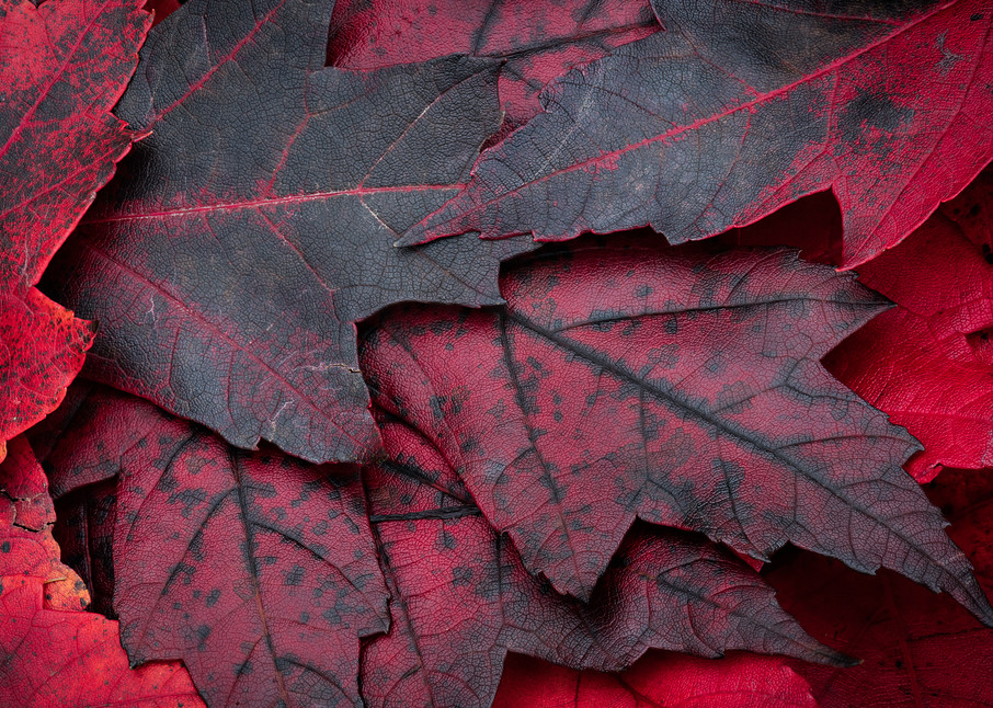 Black Red Leaves Autumn Foliage Macro Photo