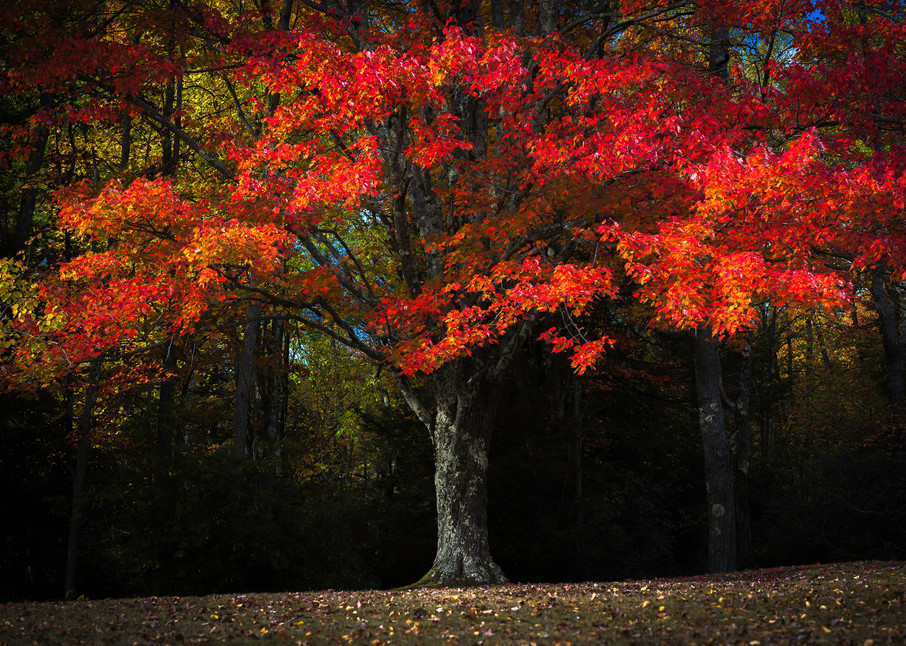 Foliage Inferno Photography Art | JP Diroll Photography