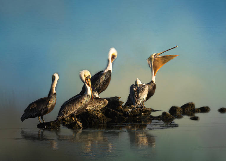 Colony of Pelicans in Malibu
