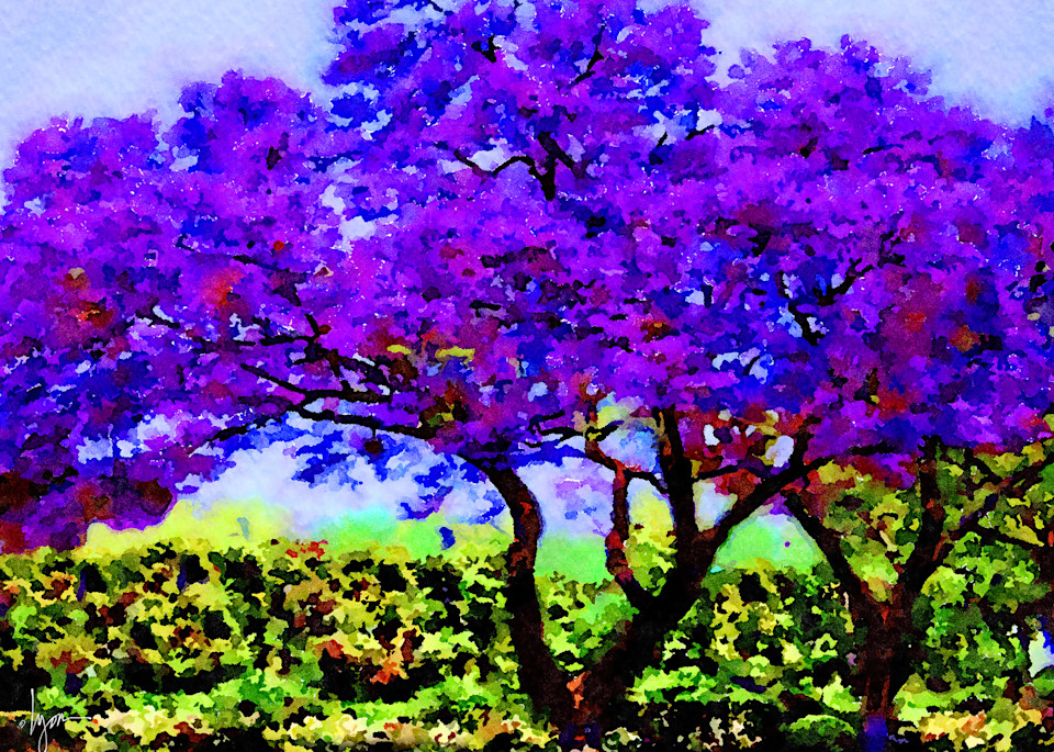 THE QUEEN JACARANDA