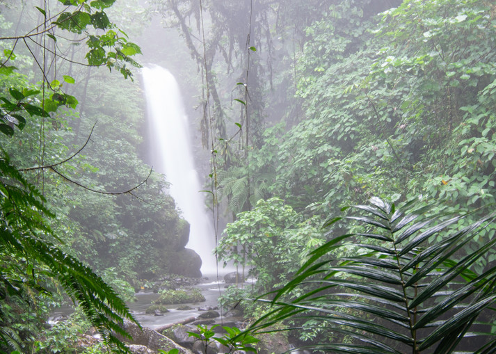 Mist In The Cloud Forest Photography Art | Kathleen Messmer Photography