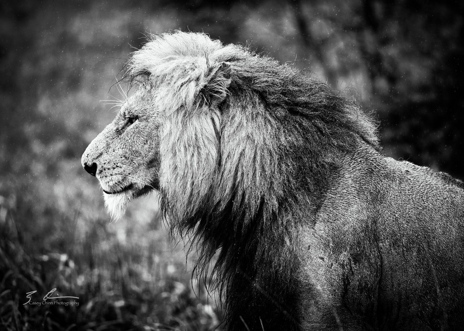 Lion Photography Art | Casey Chinn Photography LLC