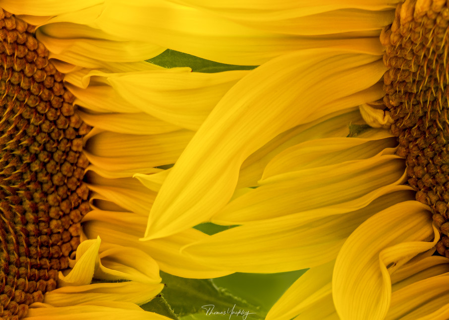 Sweet Caress Photography Art | Thomas Yackley Fine Art Photography