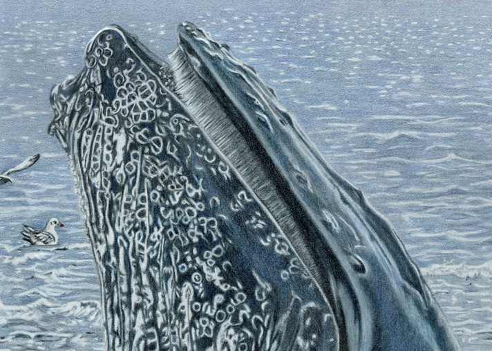 humpback, whale,ocean,art,blue,endangered