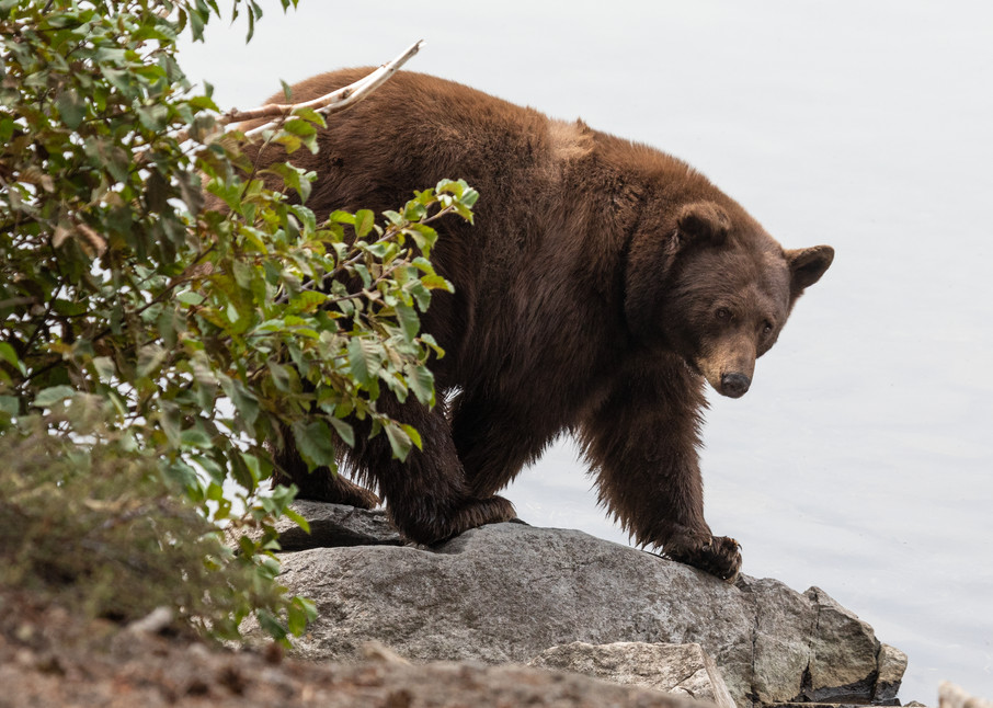 Brown Bear On The Prowl Art | Leiken Photography
