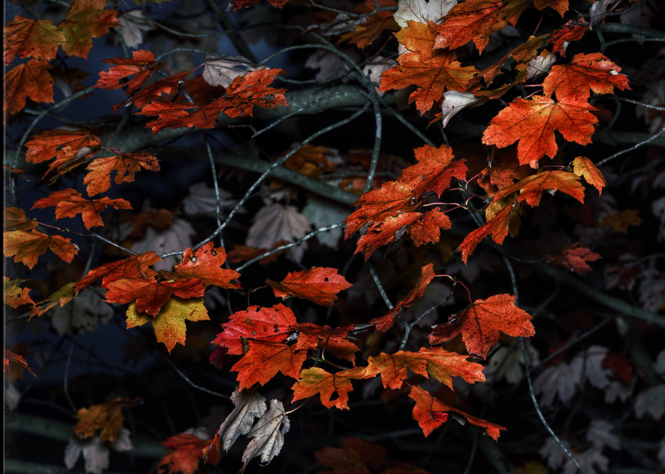 Bright Autumn Art | Danny Johananoff
