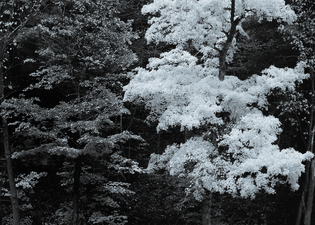 Sugar Maple Autumn In B&W Photography Art | Robert Vielee Photography