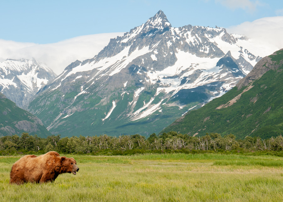 Brown bear against majestic mountains