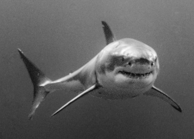 Approaching Shark is a dramatic black and white photograph available as a fine art print for sale.