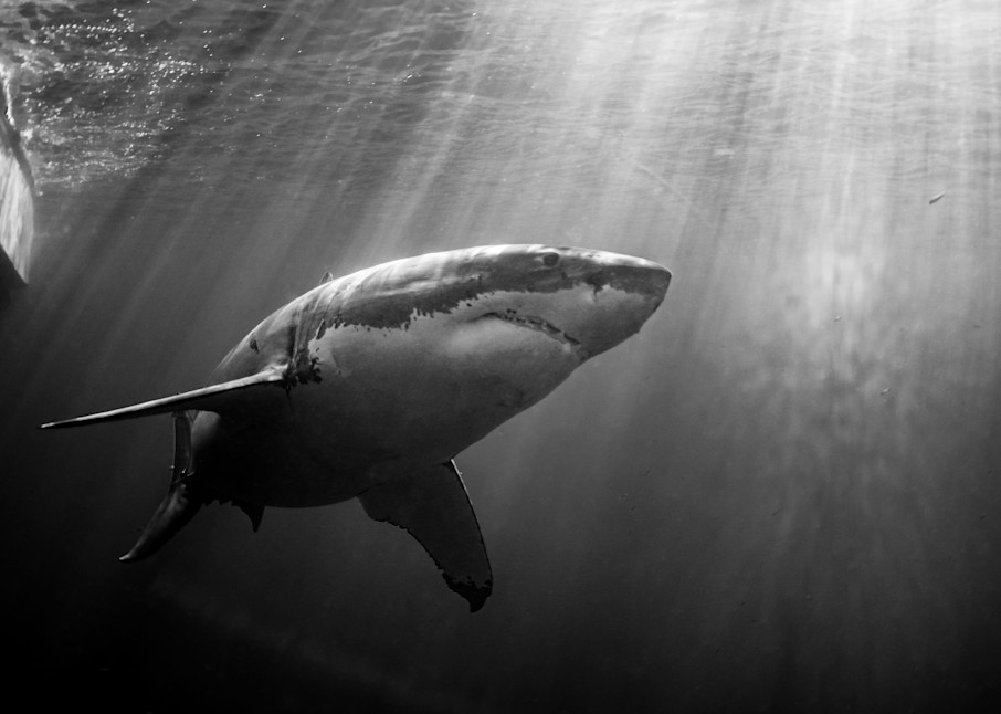 Dramatic Shark is a black and white portrait available as a fine art photograph for sale.