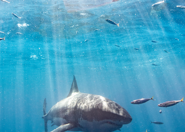 Shark Under Sunrays is a fine art photograph available for sale.