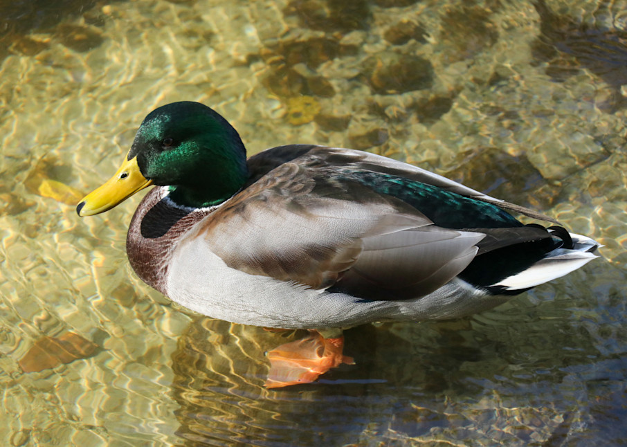 Duck Photography Art | Ray Marie Photography 