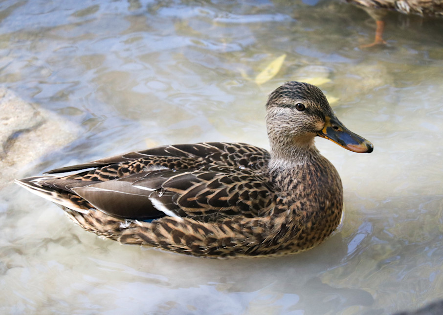 Brown Duck Photography Art | Ray Marie Photography 