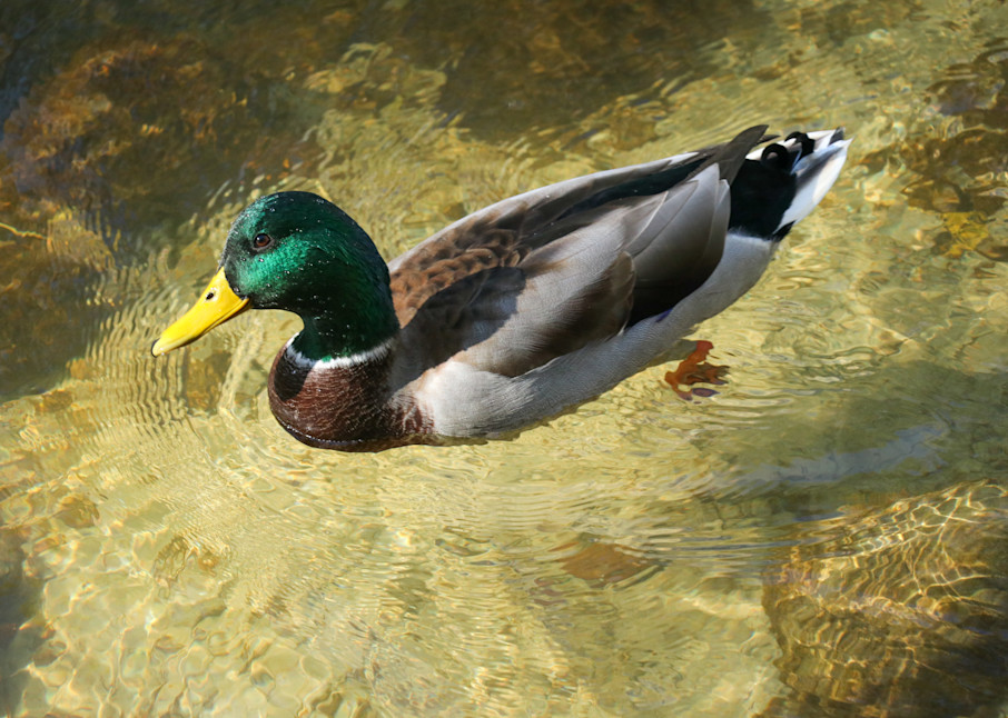Duck 2 Photography Art | Ray Marie Photography 