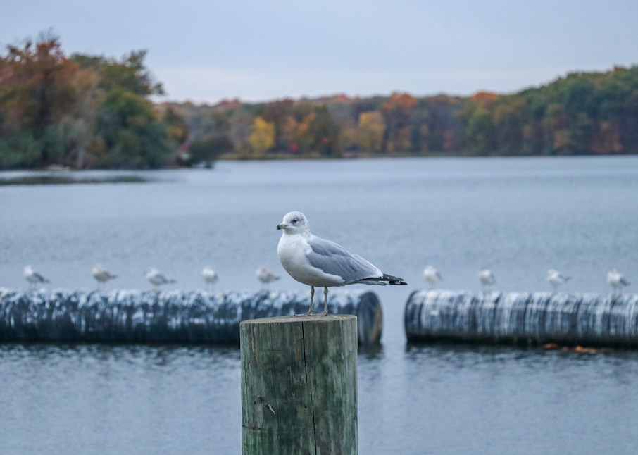 Seagull Photography Art | Ray Marie Photography 