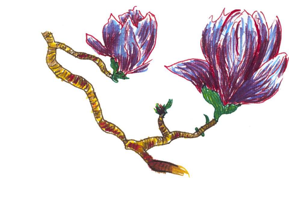 Magnolia Blossoms Art | Off The Edge Art