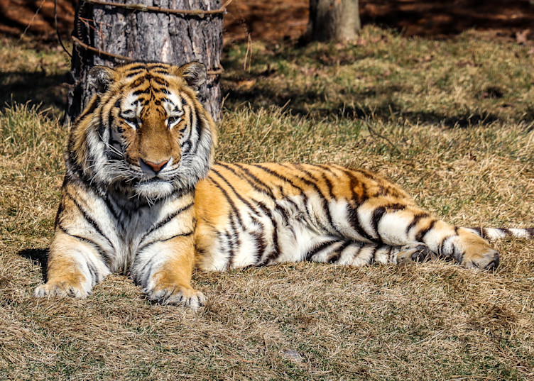 Tiger Laying Down Photography Art | Ray Marie Photography 
