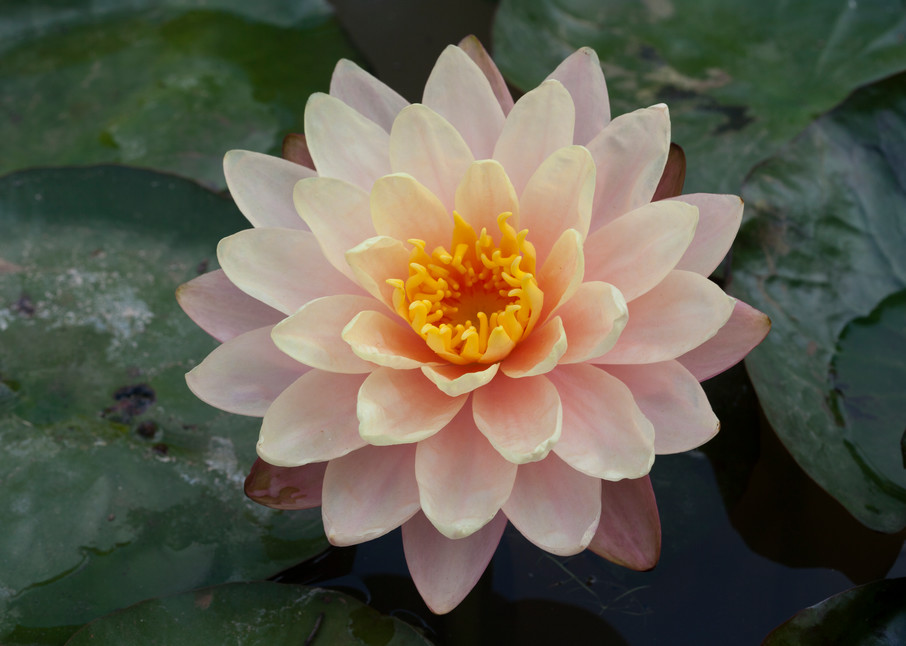 Just a water lily flower 