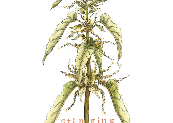Stinging Nettle  Art | Cool Art House - online art gallery with hip emerging artists. Collect cool art you can view on your own wall before you invest!