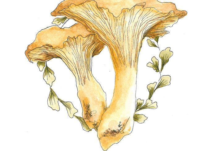 Chanterelle Mushroom  Art | Cool Art House - online art gallery with hip emerging artists. Collect cool art you can view on your own wall before you invest!
