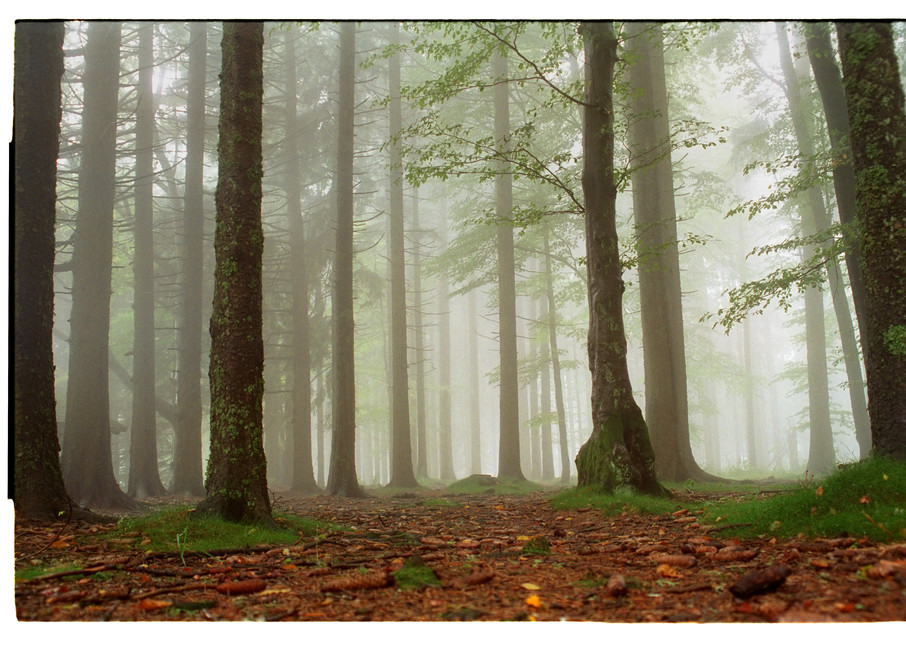 Morgennebel   Black Forest, De Photography Art | Joel Fischer Photography
