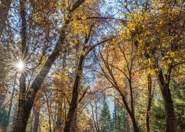 Autumn Oaks, Yosemite Art | The Carmel Gallery