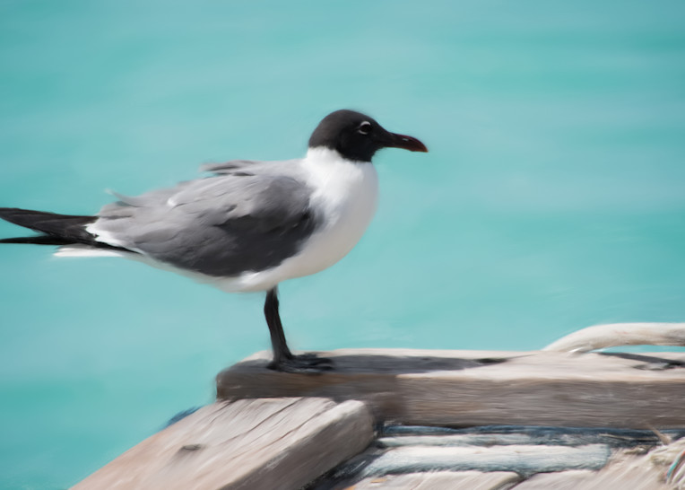 Seagull Aruba Art | Thriving Creatively Productions