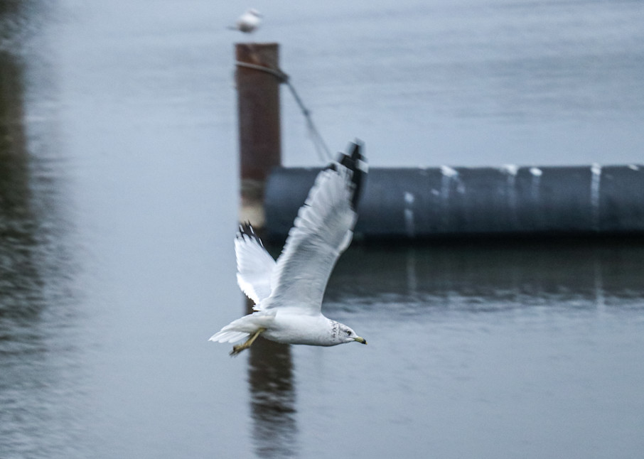 Seagull Flying Photography Art | Ray Marie Photography 